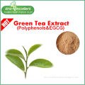 Natural Green Tea Txtract Powder